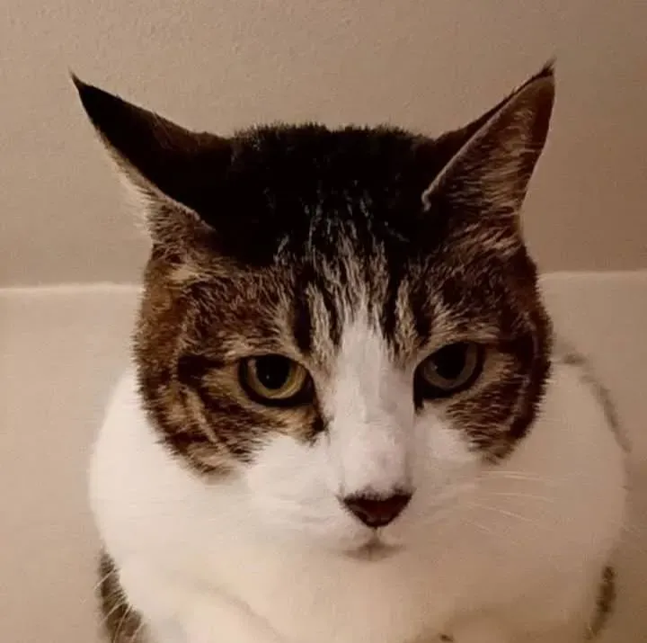 satoucat
